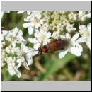 Athalia rosae - Blattwespe 02.jpg